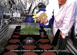 Grow Room - Transplantation