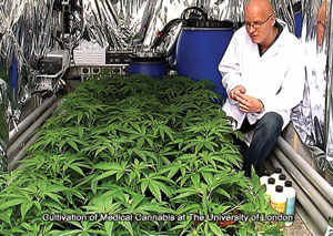 Grow Room - The Grow Phase